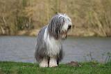 BEARDED COLLIE 296